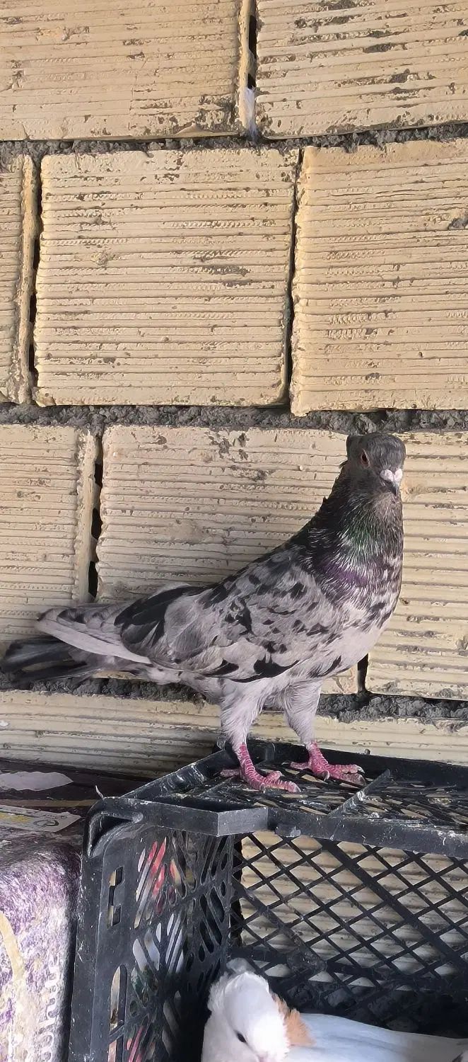 سرور نر|پرنده|اصفهان, شهرستان|دیوار