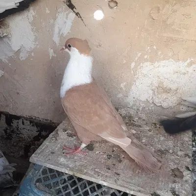 کفتر کبوتر رنگی معاوضه با کفتر پرش یا نقد|پرنده|مشهد, شهید شهریاری|دیوار