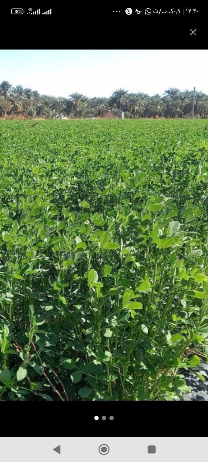 تخم علف بمی محلی اصلی کشاورز|خدمات باغبانی و درختکاری|کهنوج, |دیوار