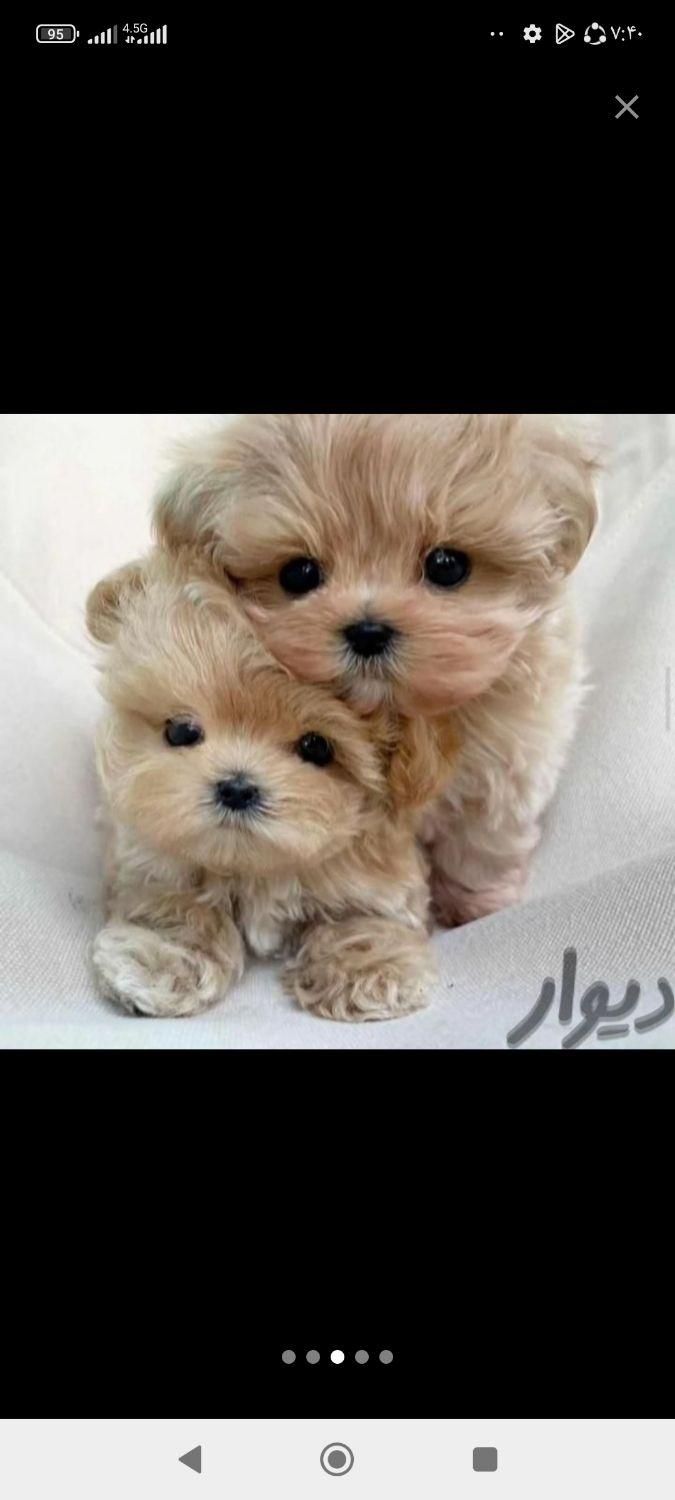 سگهای کوچولو موچولو ریزمیزه مناسب|سگ|شیراز, اصلاح‌نژاد|دیوار