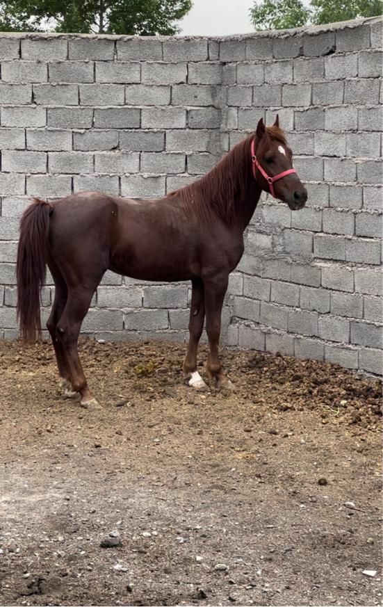 کره اسب نریان کرد|اسب و تجهیزات اسب‌سواری|وحیدیه, |دیوار