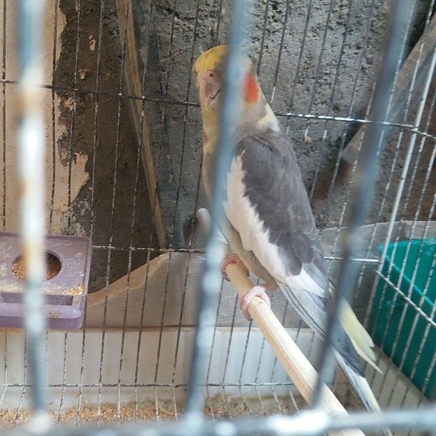 عروس هلندی|پرنده|زهک, |دیوار