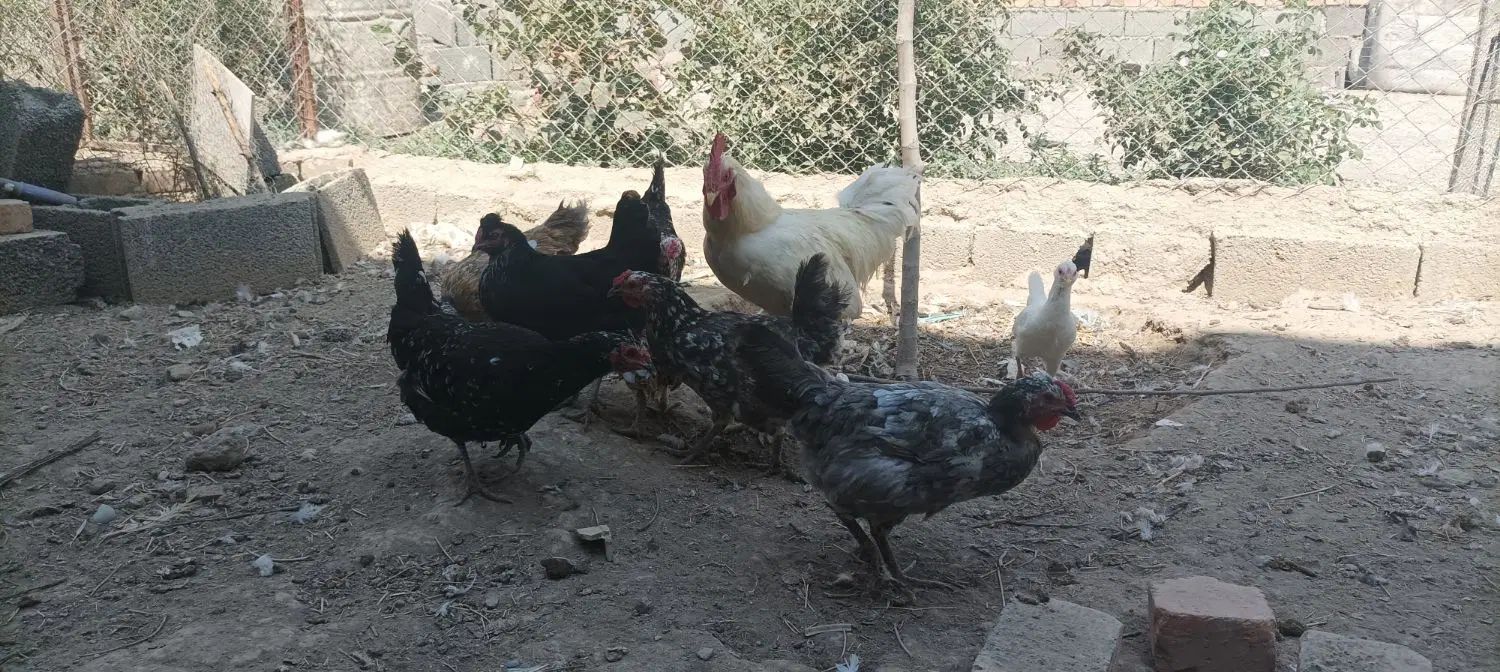 مرغ و خروس گلین|حیوانات مزرعه|کرج, ملک‌آباد|دیوار