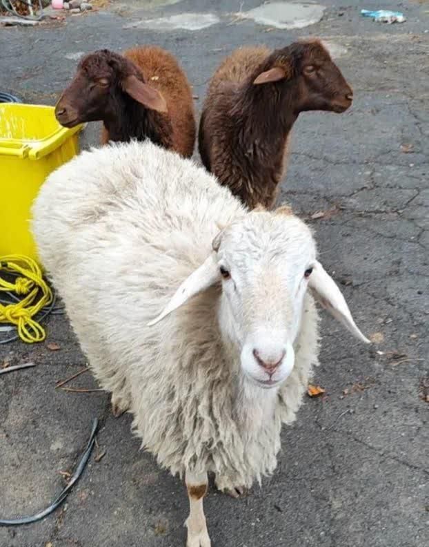 گوسفند زنده بره نرینه قلم ابی زیر قیمت|حیوانات مزرعه|مشهد, نوید|دیوار