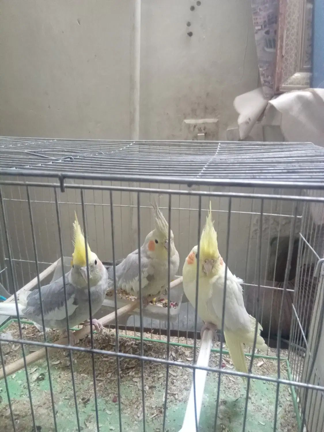 ۳عدد عروس هلندی بایک قفس|پرنده|تهران, بیسیم|دیوار