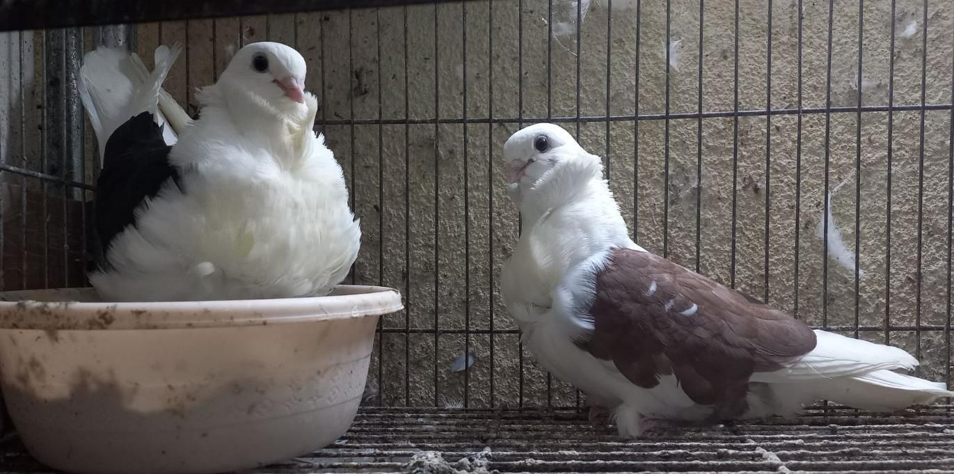 کبوتر زینتی چاینیز|پرنده|تهران, اکباتان|دیوار