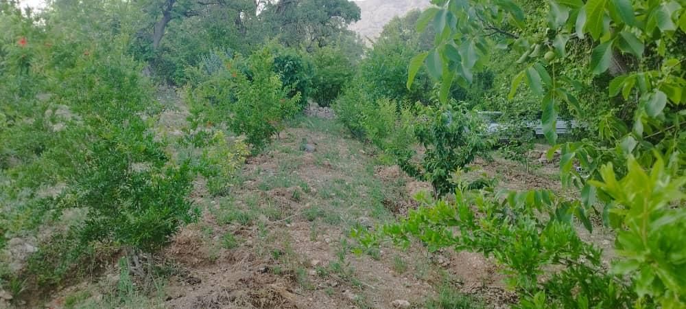 فروش باغ ثمری ۱۲۰۰ متری ۱۵ کیلومتری یاسوج|فروش زمین و ملک کلنگی|یاسوج, |دیوار