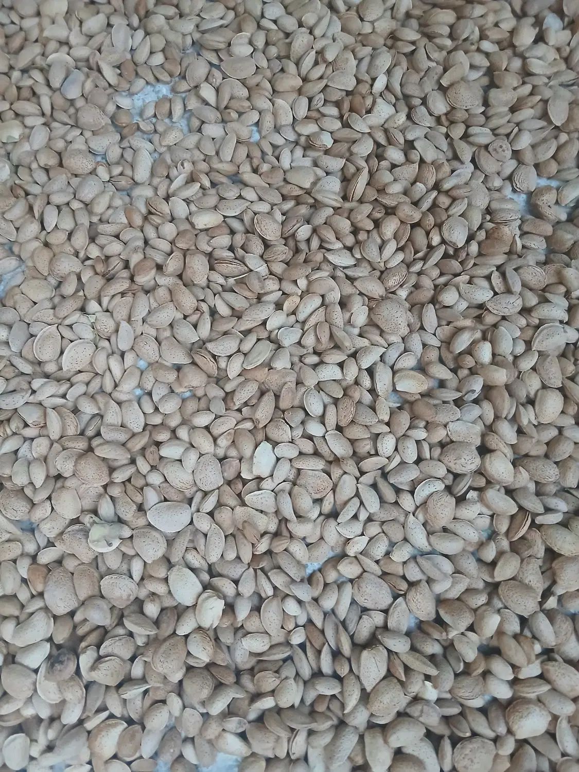 بادام سنگی|خوردنی و آشامیدنی|اصفهان, پروین|دیوار