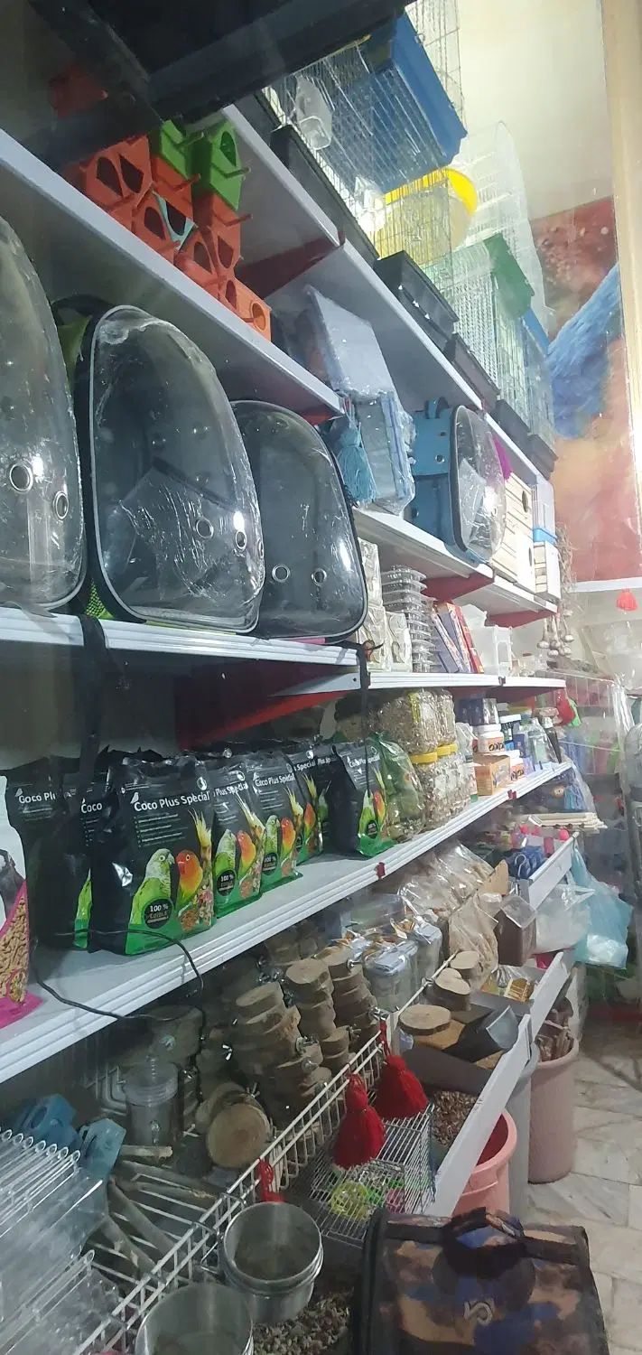 فروش همه نو پرنده|پرنده|آبیک, |دیوار