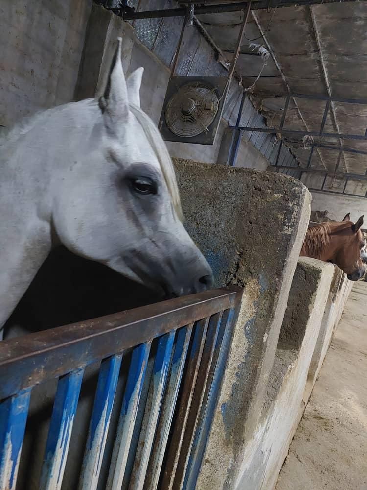 خرید و فروش اسب های زیبایی و کورسی|اسب و تجهیزات اسب‌سواری|بندر گناوه, |دیوار