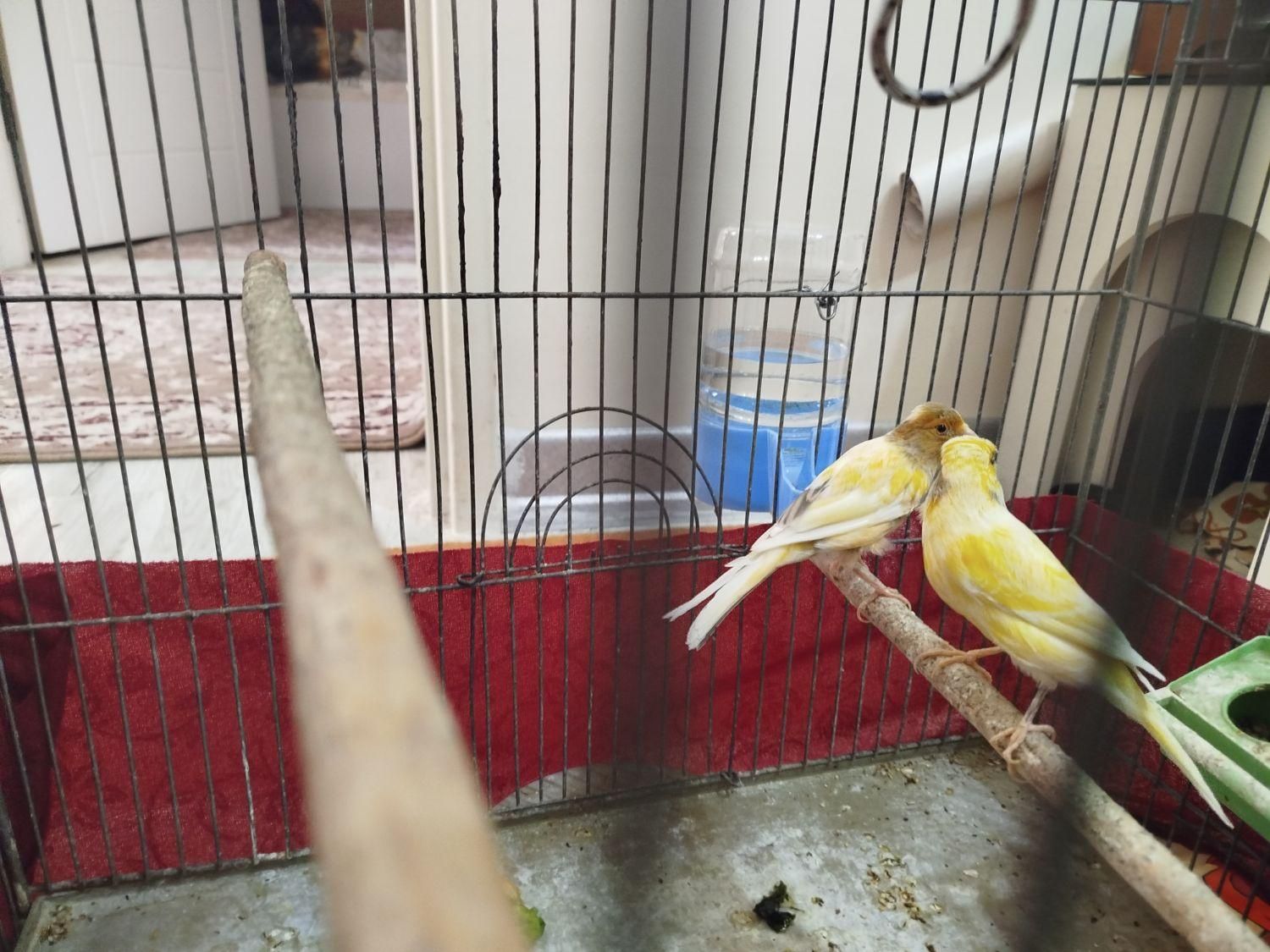 یک جفت قناری نروماده سالم وسرحال|پرنده|شاهین‌شهر, فردوسی|دیوار