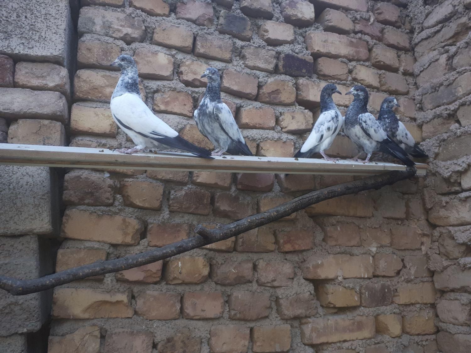 کبوتر پاکستانی|پرنده|ماهدشت, |دیوار