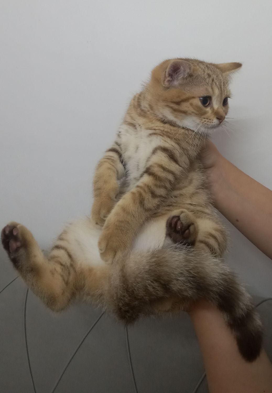 فروش۱عدد گربه از نژاد بریتیش اصیل قیمت۸تومان|گربه|رودسر, |دیوار