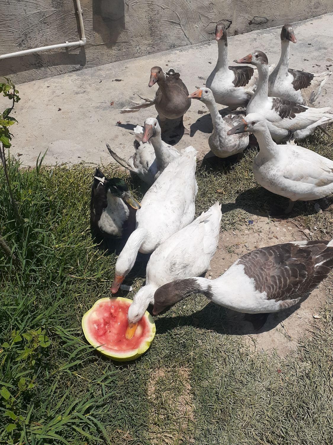غاز|حیوانات مزرعه|بندر ترکمن, |دیوار