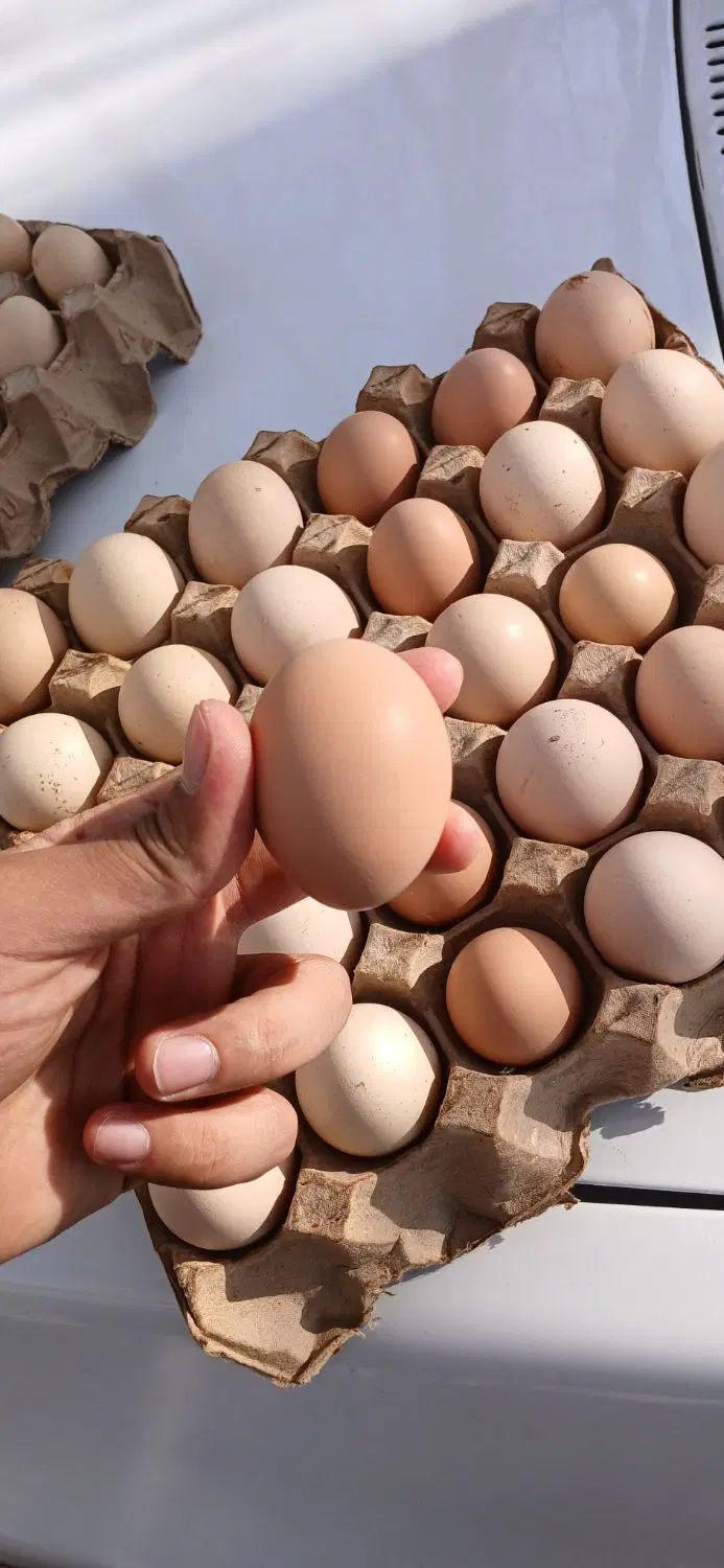 تخم مرغ نطفه دار|خوردنی و آشامیدنی|مشهد, میعاد (شهرک غرب)|دیوار