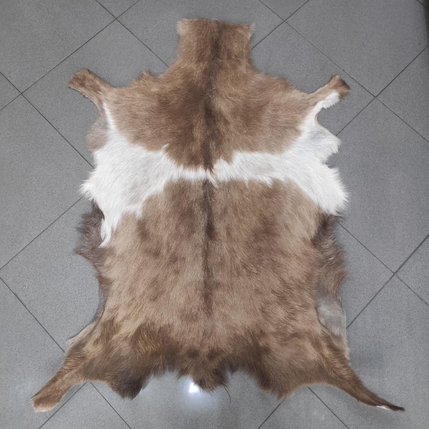 فرش پوست بز پادری|صنایع دستی و سایر لوازم تزئینی|ری, دولتآباد|دیوار