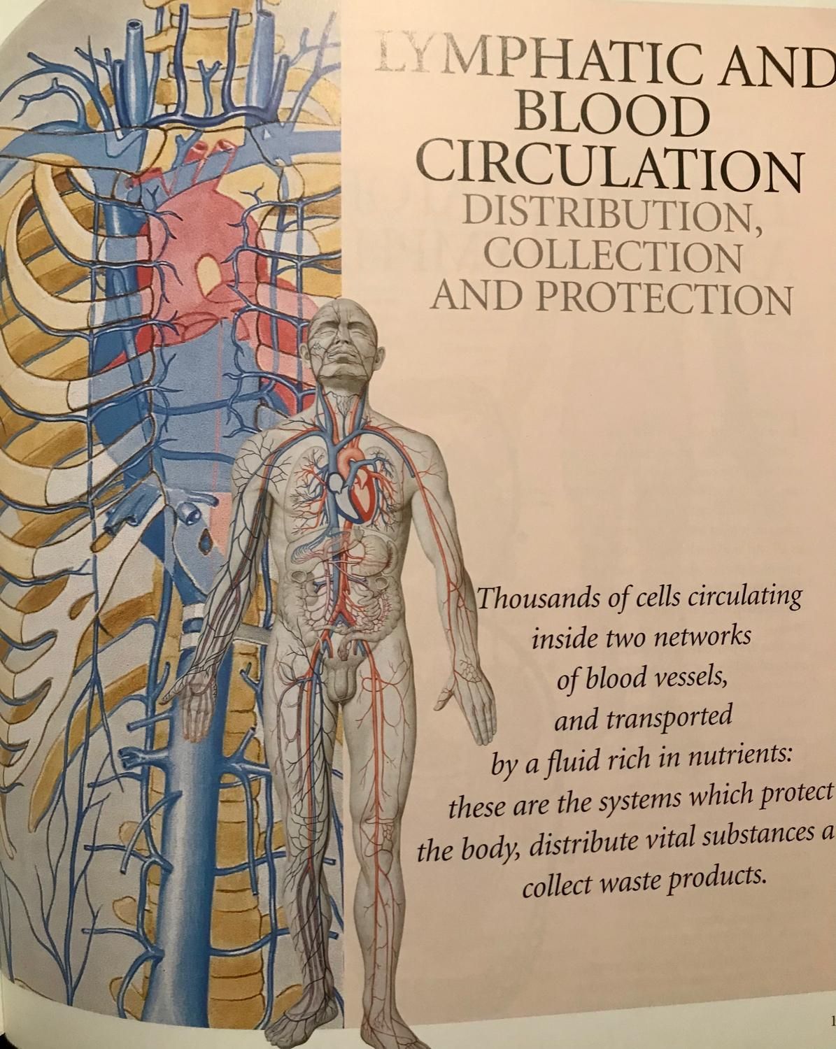 اطلس اناتومی ATLAS OF ANATOMY|کتاب و مجله آموزشی|کلاردشت, |دیوار