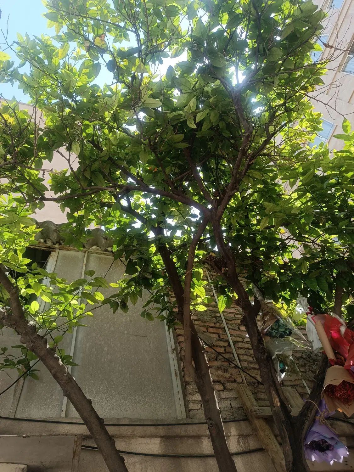 پذیرش مهمان اجاره روزانه/هفتگی فقط خانم ها|اجارهٔ کوتاه‌مدت آپارتمان و سوئیت|تهران, هلال احمر|دیوار