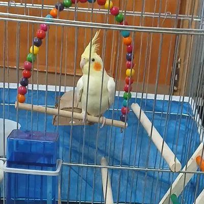 عروس هلندی ماده|پرنده|اصفهان, بوزان|دیوار