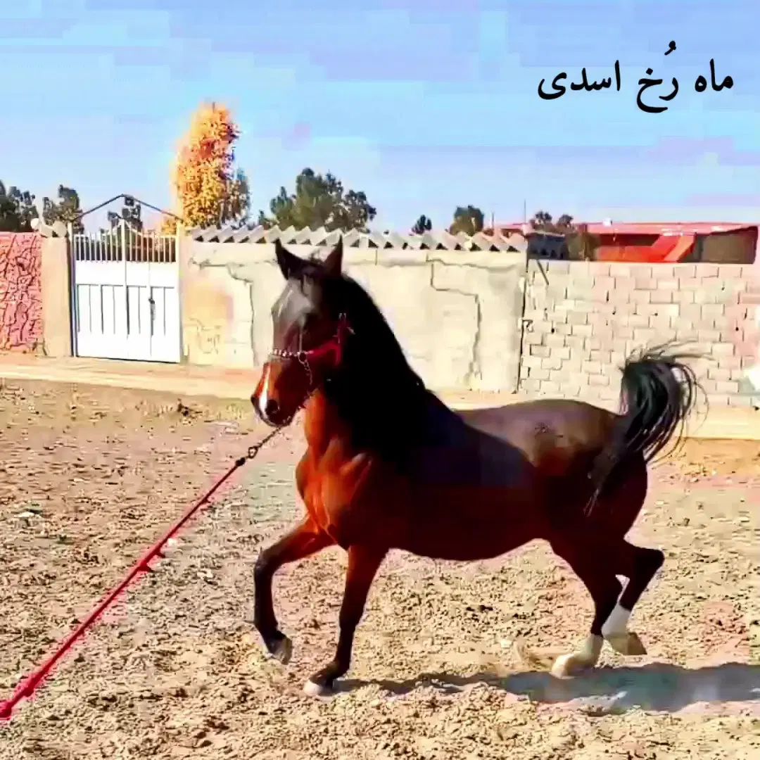 اسب مادیان و کره مادیون یک ماهه|اسب و تجهیزات اسب‌سواری|اصفهان, حصه شمالی|دیوار
