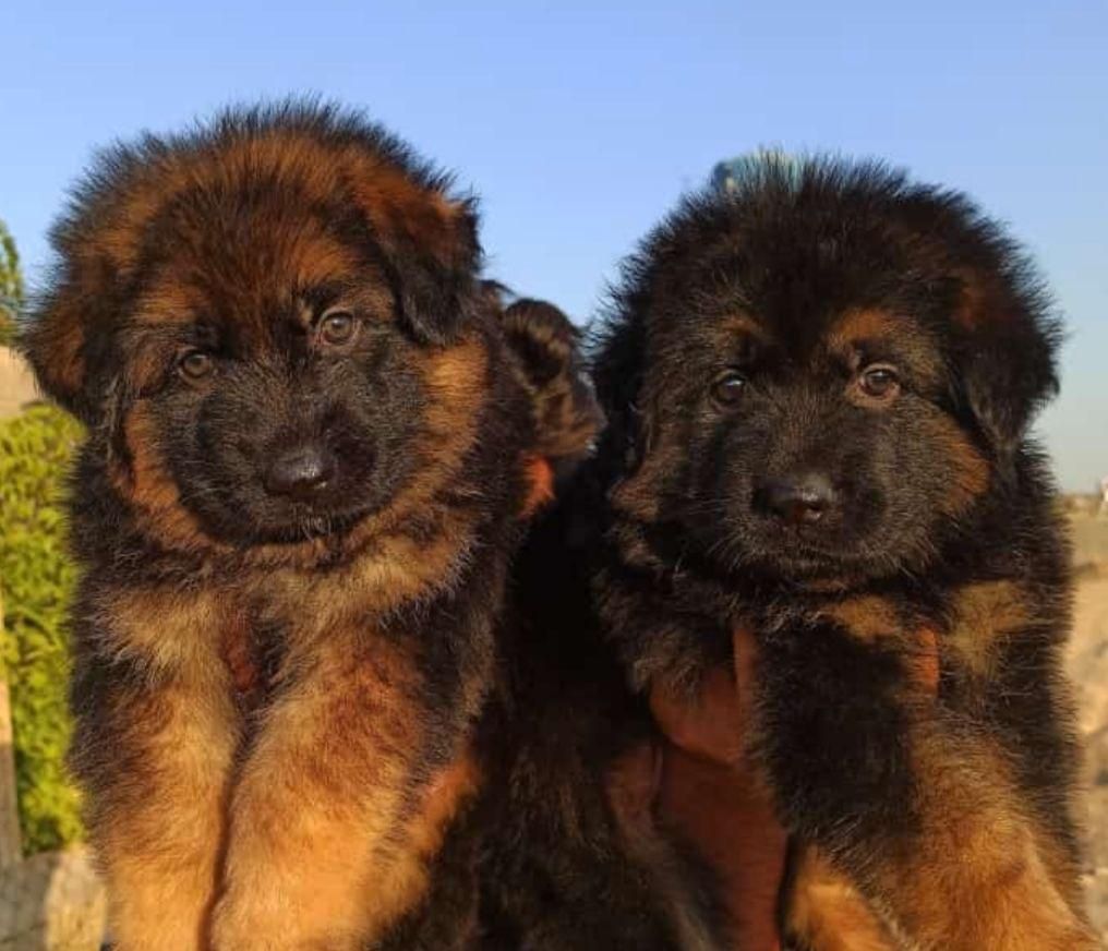 توله ژرمن شولاین نرو ماده|سگ|ساری, |دیوار