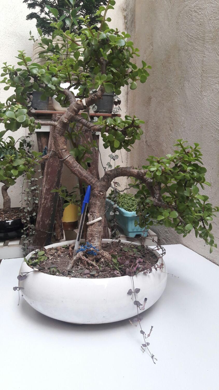 بنسای خرفه کراسولا|گل و گیاه طبیعی|رشت, باهنر|دیوار