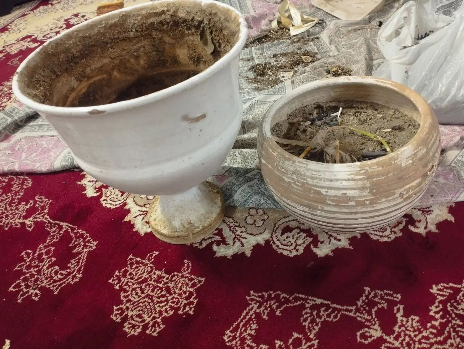 گلدون سفال|گل و گیاه طبیعی|مشهد, مصلی (کارمندان اول)|دیوار