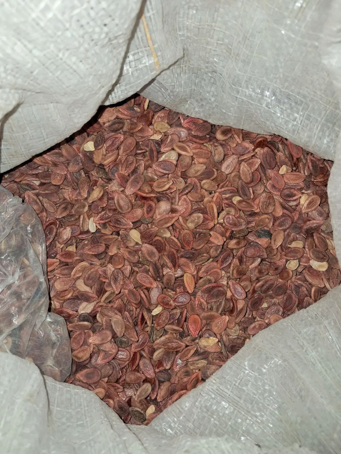 تخم هندوانه ژاپنی تمیز و قرمز|خوردنی و آشامیدنی|مشهد, ادیب نیشابوری (شهرک غرب)|دیوار