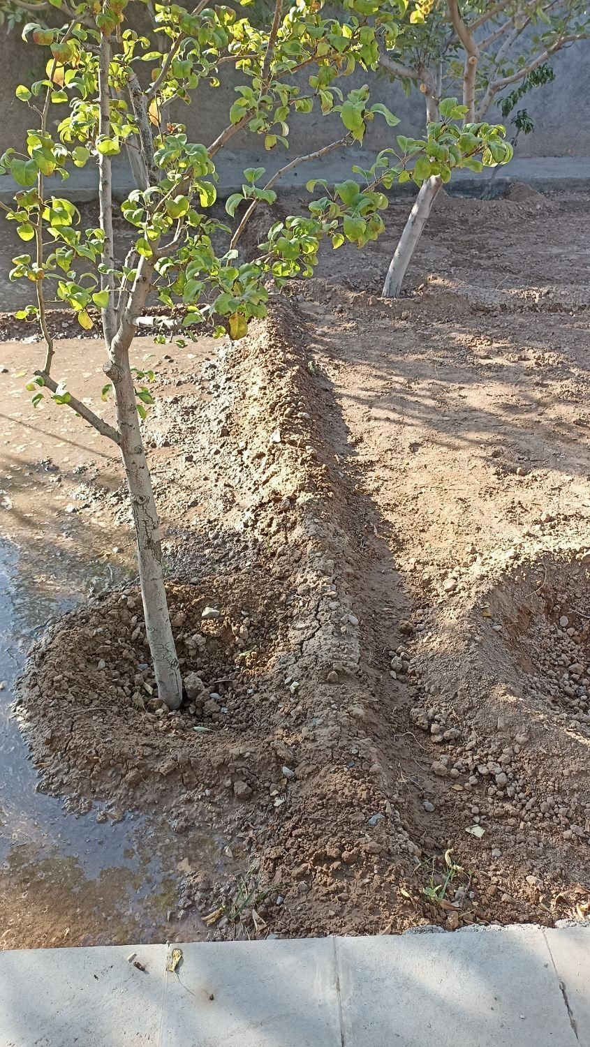 طراحی باغ و ویلا ،ساخت باغچهو نگهداری درختان|خدمات باغبانی و درختکاری|مشهد, امیریه|دیوار