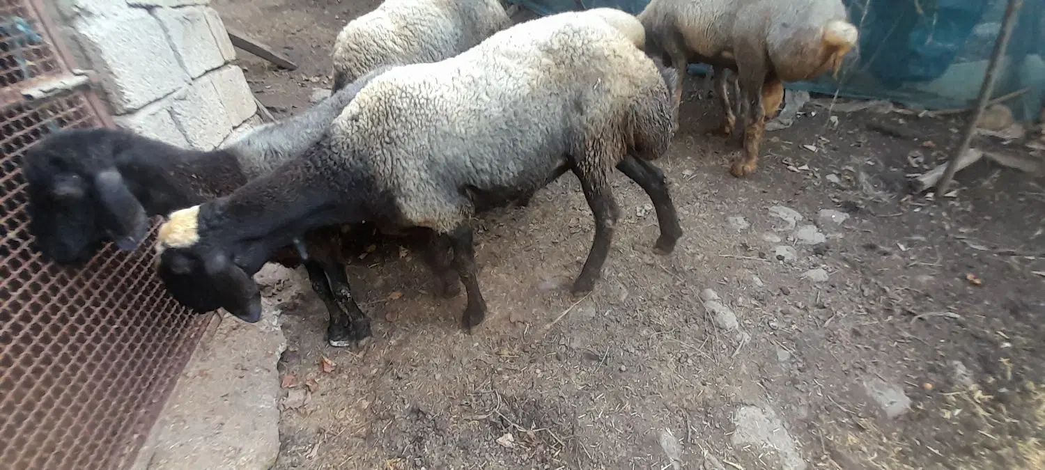دوعددبره ماده یک ساله نژاداصل شال ک دوقلوبودن|حیوانات مزرعه|املش, |دیوار