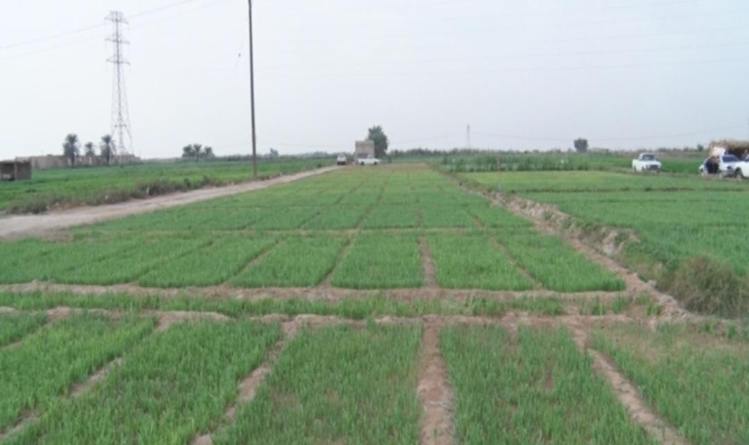 سبزی تازه جور خورشتی .کوکویی.سوپی .قلیه ماهی|خوردنی و آشامیدنی|اصفهان, ابر|دیوار