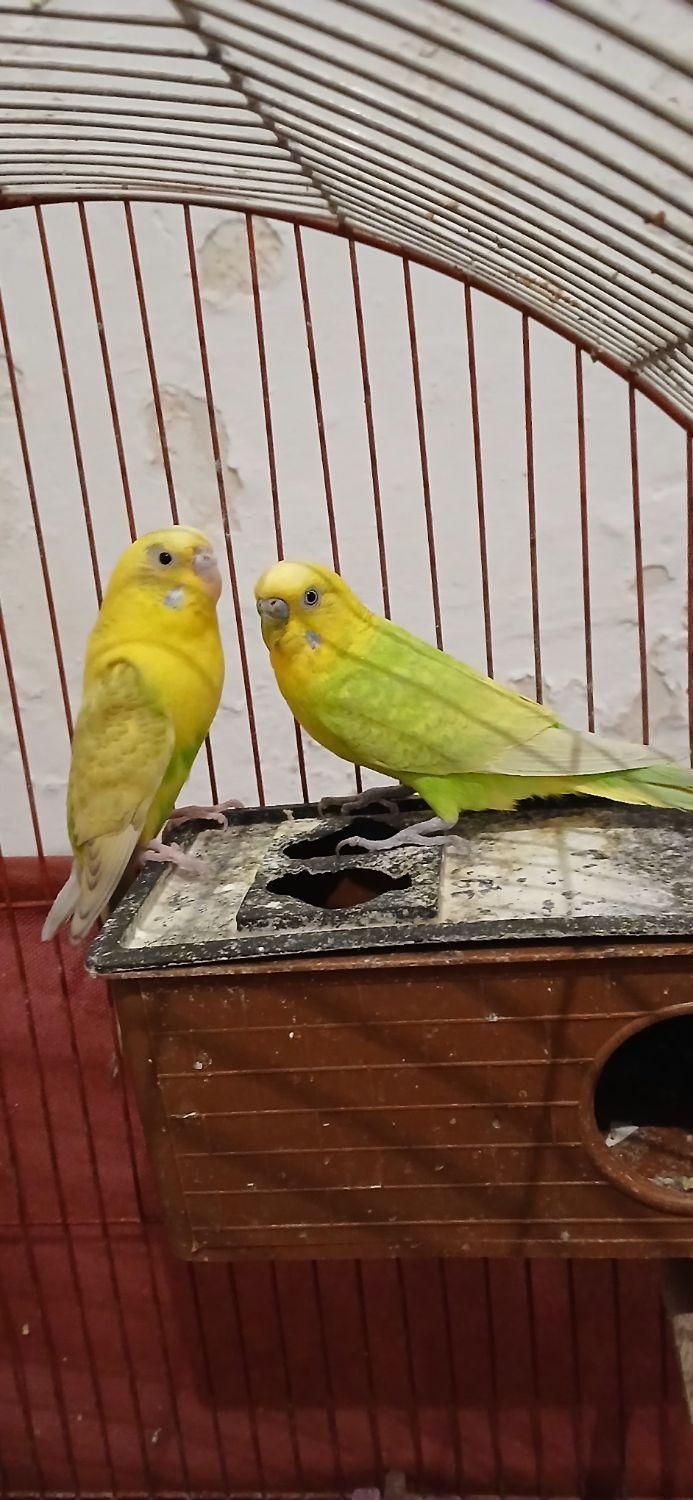 مرغ عشق مولد سالم سلامت|پرنده|بومهن, |دیوار