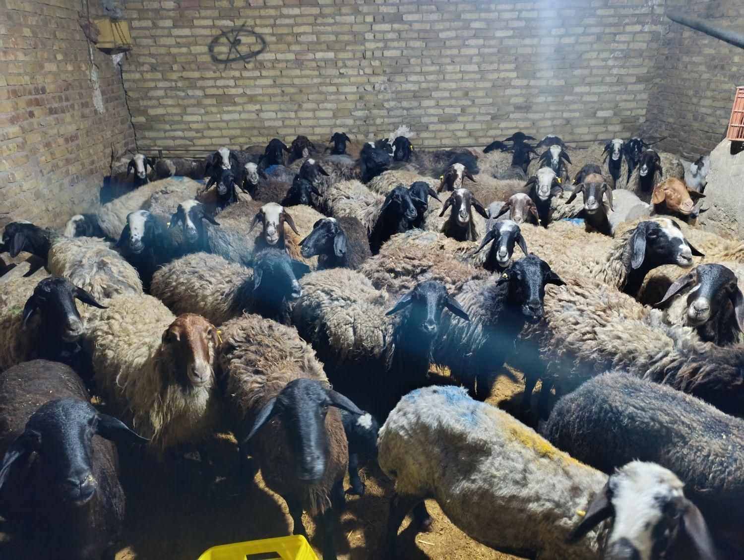 60راس پرواردرجه یک میش وشیشک قربان|حیوانات مزرعه|قزوین, |دیوار