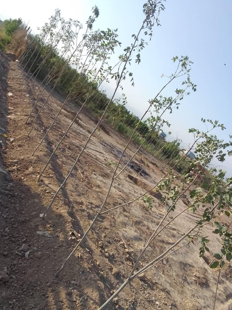 فروش یا تهاتر زمین با ملک یا ماشین زیر قیمت منطقه|فروش زمین و ملک کلنگی|چهاردانگه (تهران), |دیوار