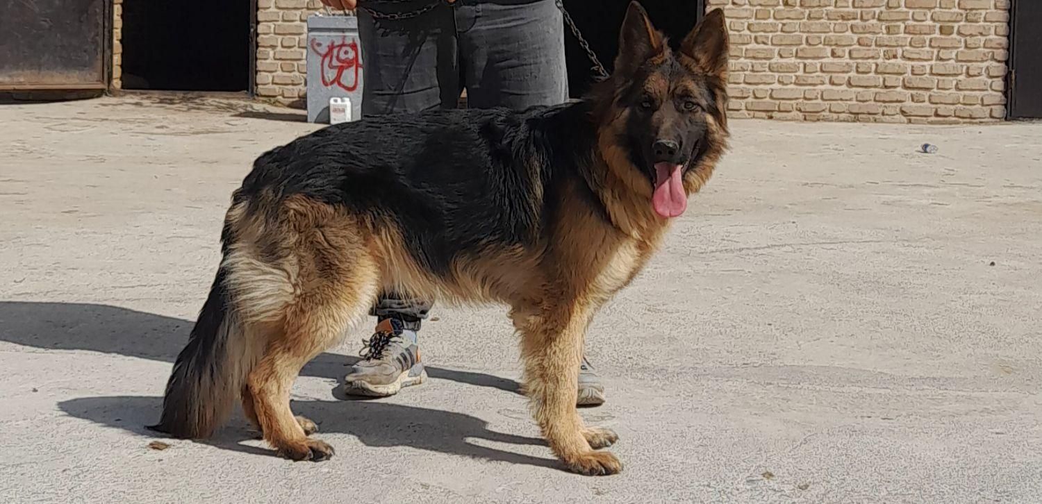 سگ ژرمن شپرد تربیت شده|سگ|آبیک, |دیوار