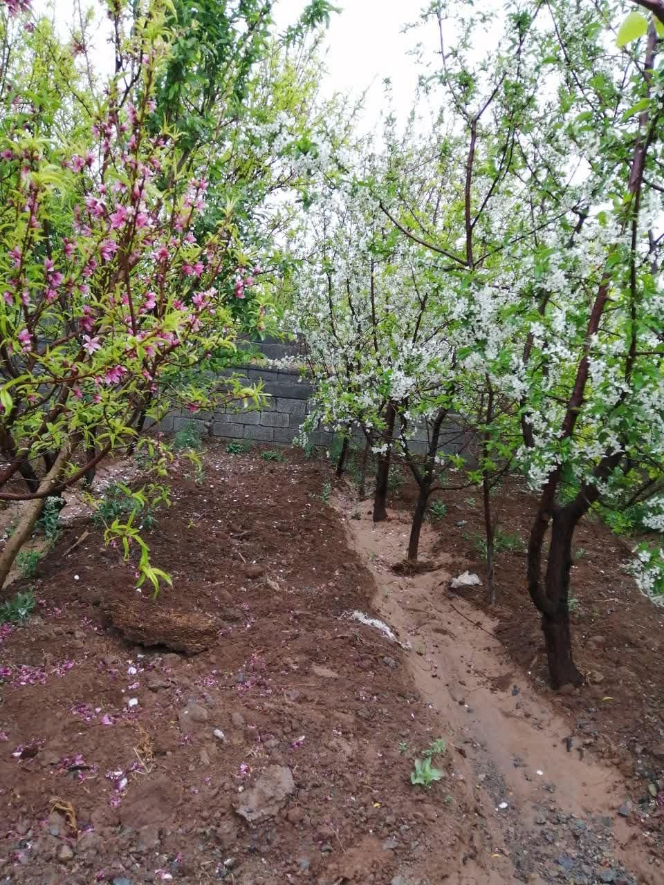فروش  و معاوضه باغ  روستای زواریان|فروش خانه و ویلا|قم, میرزائیه|دیوار