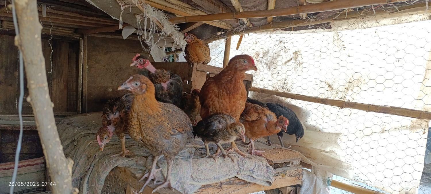 جوجه مرغ محلی|پرنده|خان ببین, |دیوار