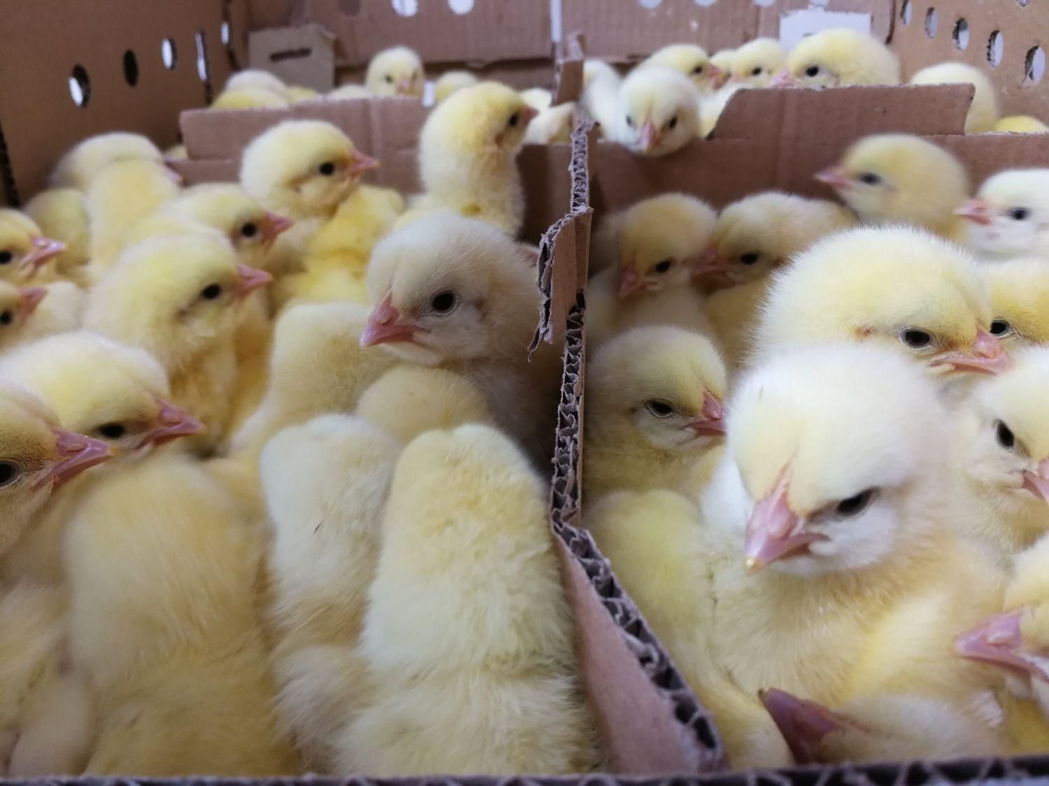 جوجه گوشتی نژاد راس|حیوانات مزرعه|لاهیجان, کوی خزر|دیوار