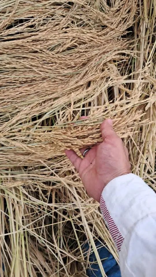 برنج|خوردنی و آشامیدنی|تهران, شهران جنوبی|دیوار