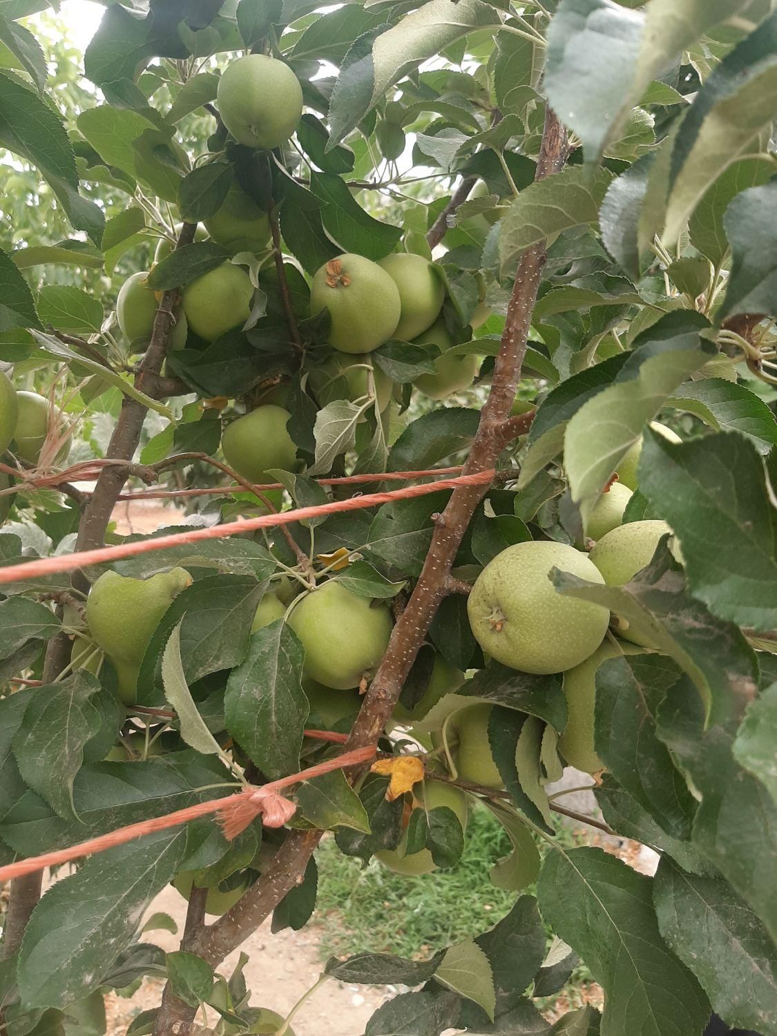 فروش ۱۰۰۰ متری|فروش دفتر صنعتی، کشاورزی، تجاری|زاینده رود, |دیوار