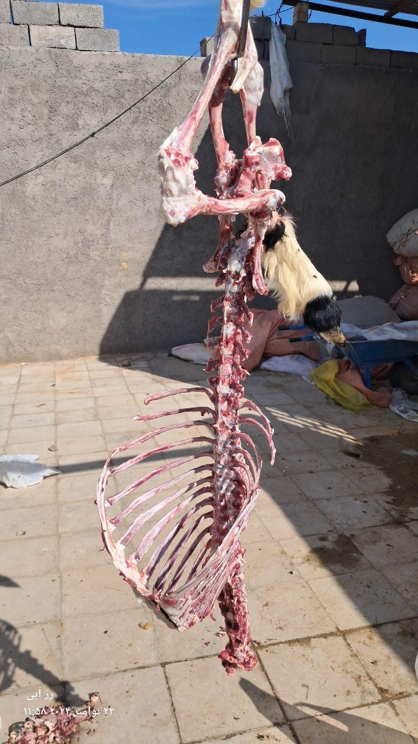 قصاب گوسفند و گاو (سیار)|خدمات پذیرایی، مراسم|رفسنجان, |دیوار