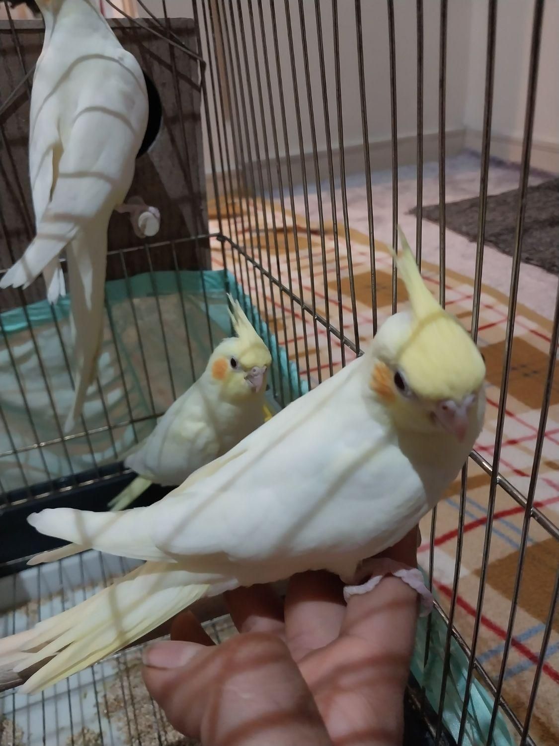 جفت عروس هلندی لوتینو مولد|پرنده|تهران, نازی‌آباد|دیوار