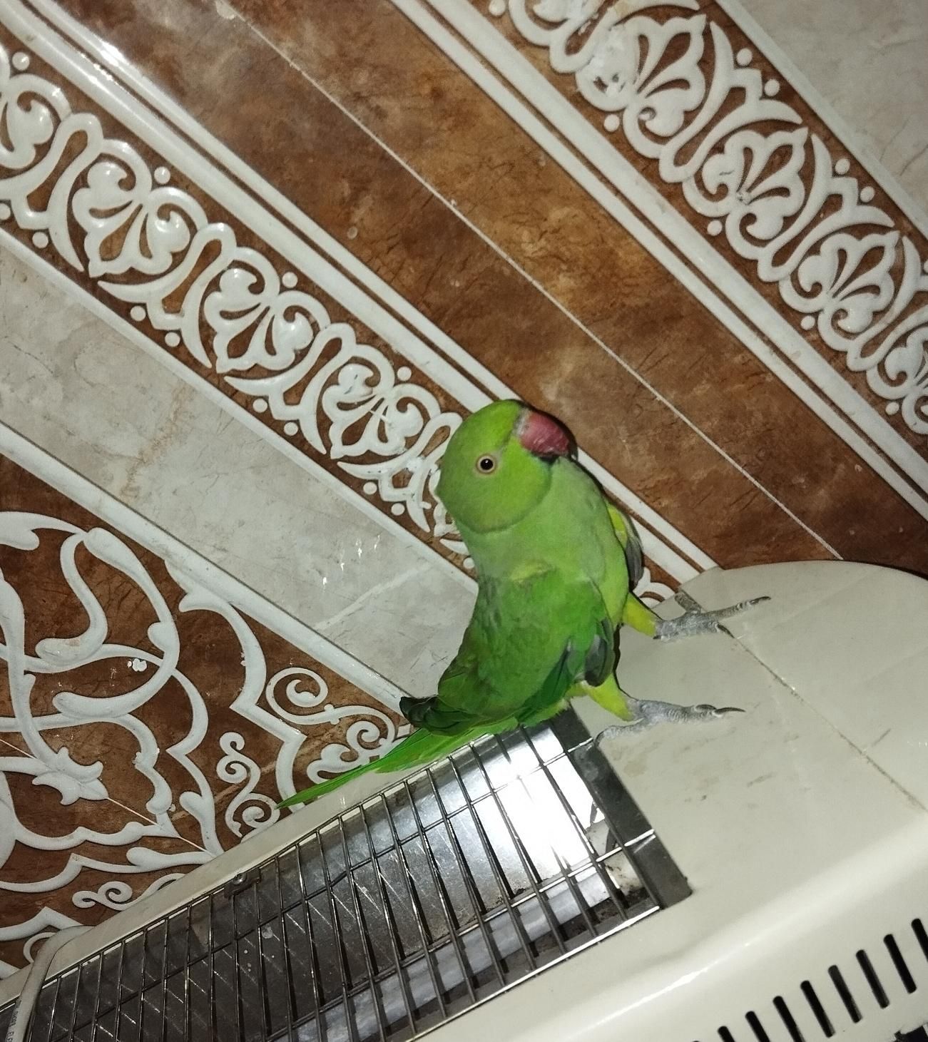طوطی ملنگو|پرنده|سراوان, |دیوار