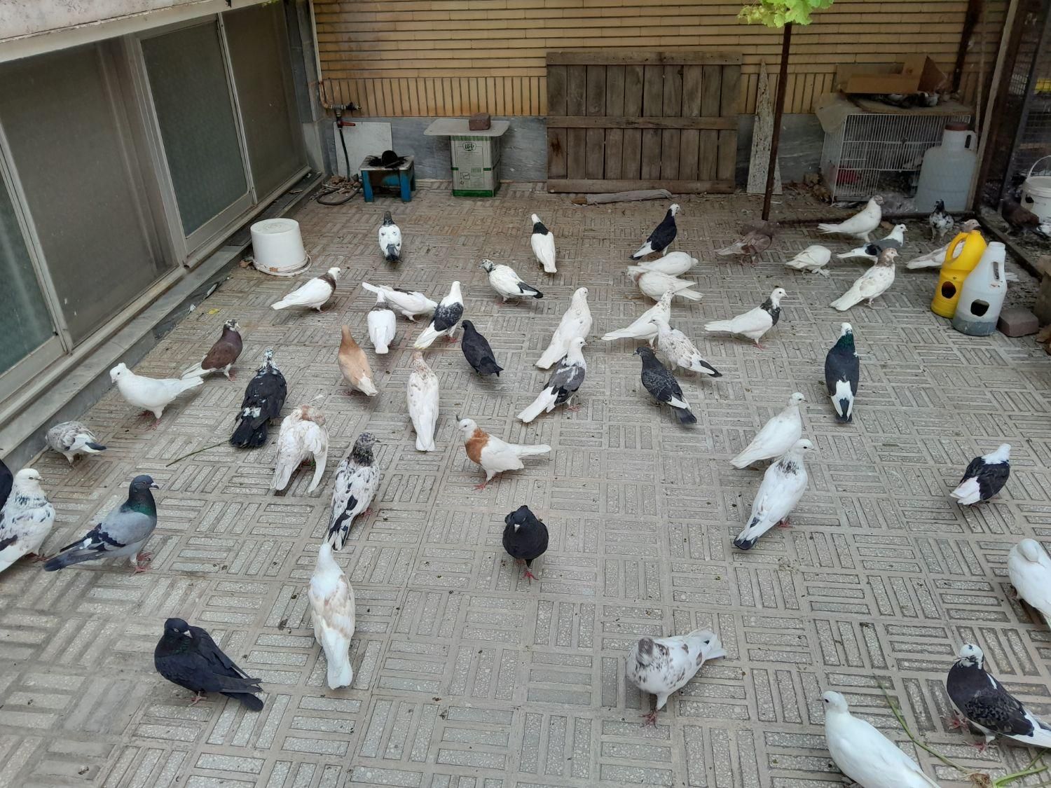 کبوتر تزئینی و پرشی|پرنده|سمنان, |دیوار