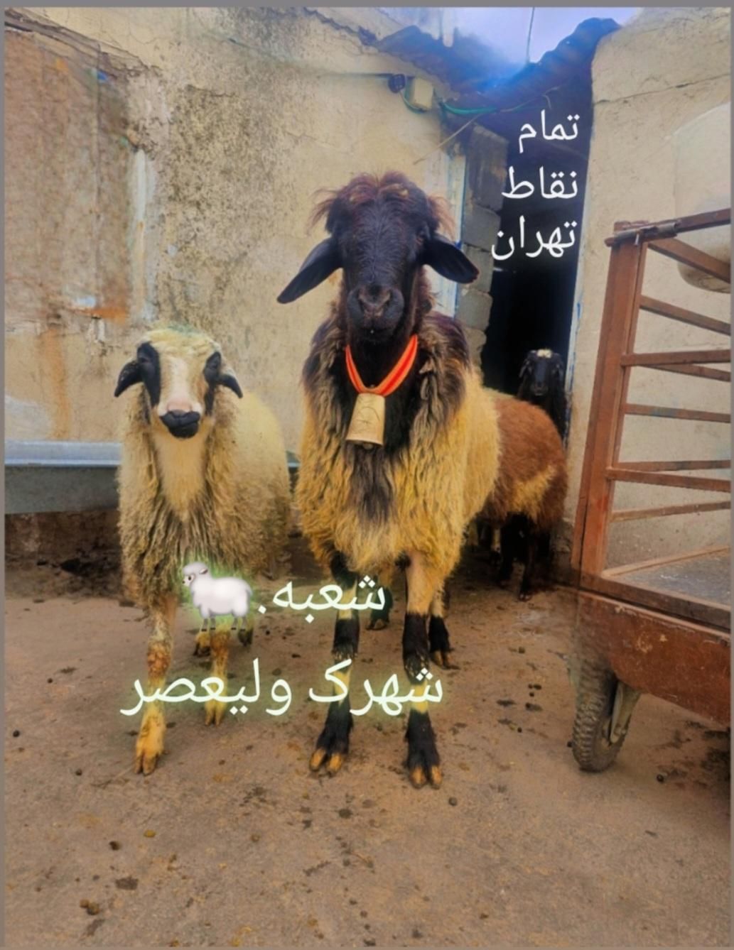 گوسفند زنده|حیوانات مزرعه|تهران, شهرک ولیعصر جنوبی|دیوار