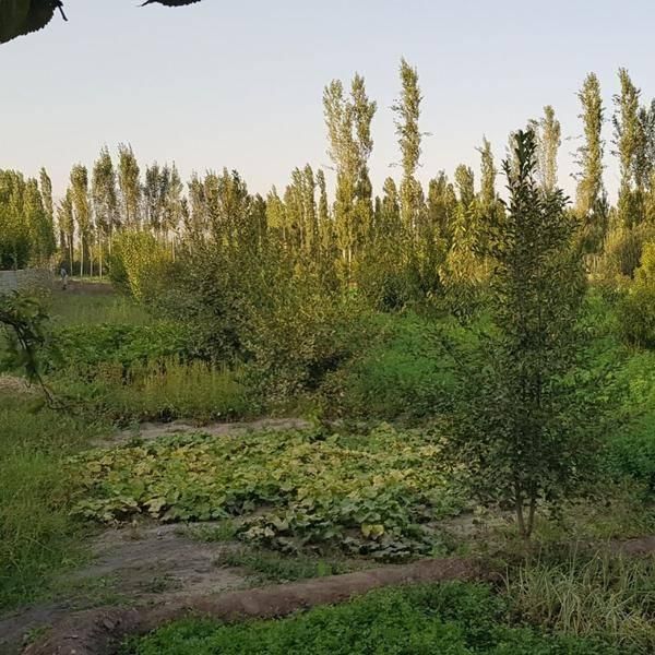 باغچه ۱۵۰۰ متری با آب دائمی و انواع درخت میوه|فروش زمین و ملک کلنگی|خوی, |دیوار