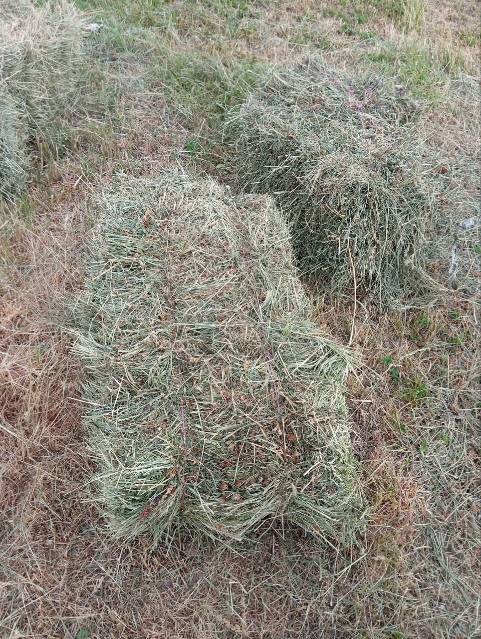 ۱۸۰پرس شبدر و گنرنگال قاطی روستای قاضی اباد|لوازم جانبی حیوانات|ازنا, |دیوار
