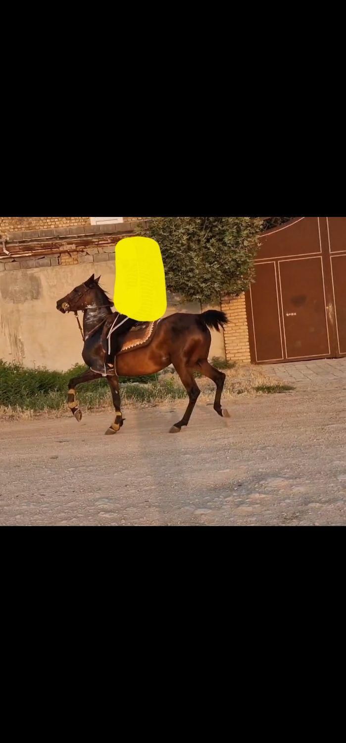اسب مادیان|اسب و تجهیزات اسب‌سواری|اصفهان, آزادان|دیوار