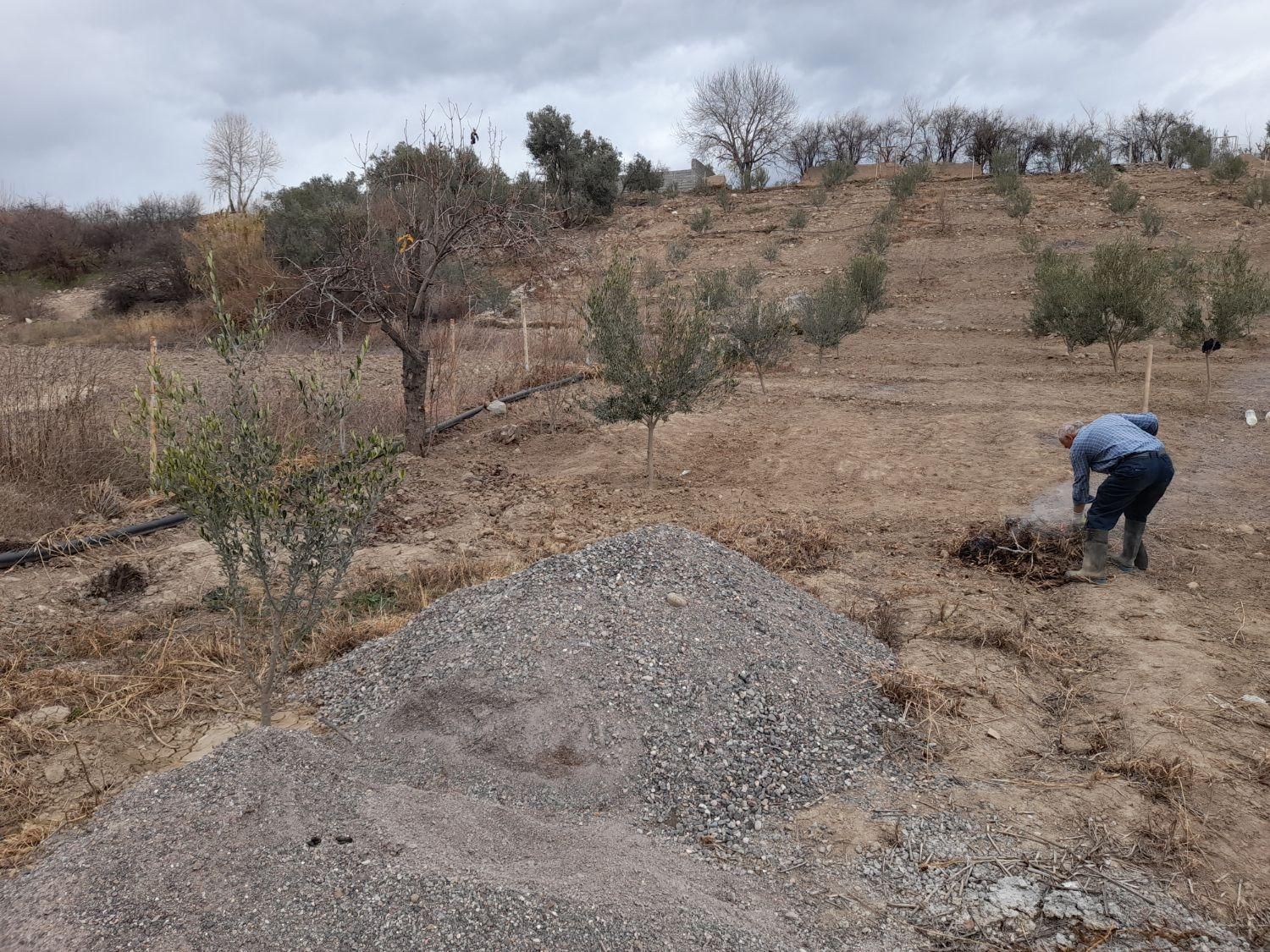 فروش زمین مسکونی وباغ زیتون|فروش زمین و ملک کلنگی|طارم, |دیوار