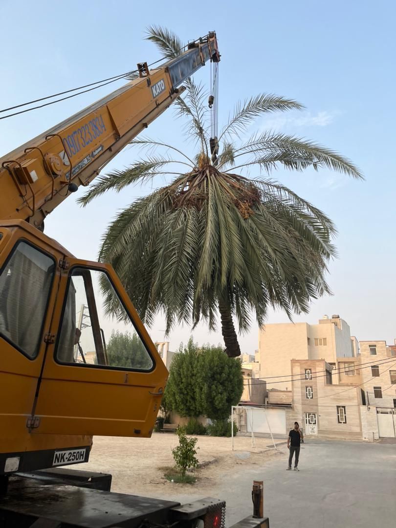 قطع نخل برش نخل درخت دیمیت مخ رایگان|خدمات باغبانی و درختکاری|بوشهر, |دیوار